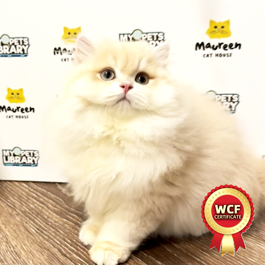 British Longhair Kitten