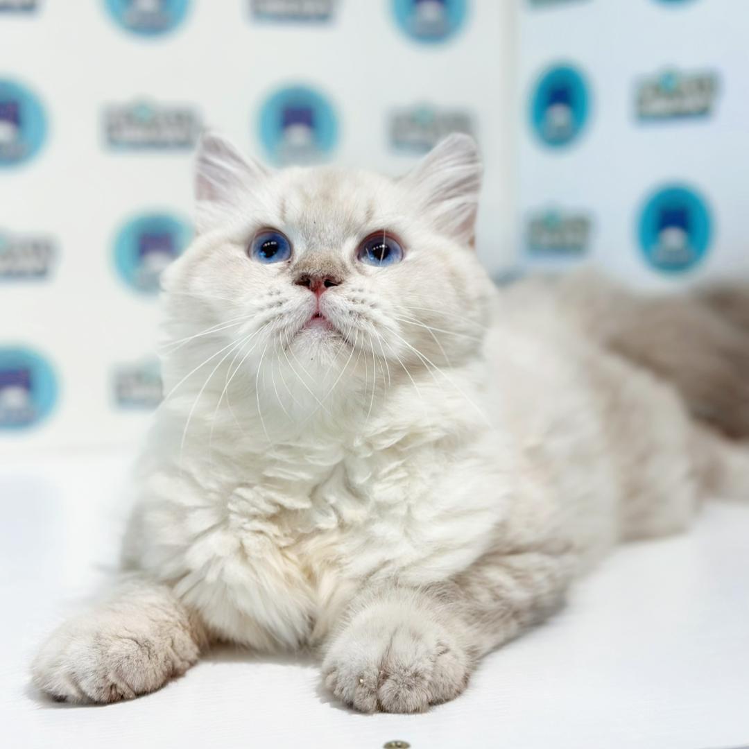 Himalayan Persian Kitten