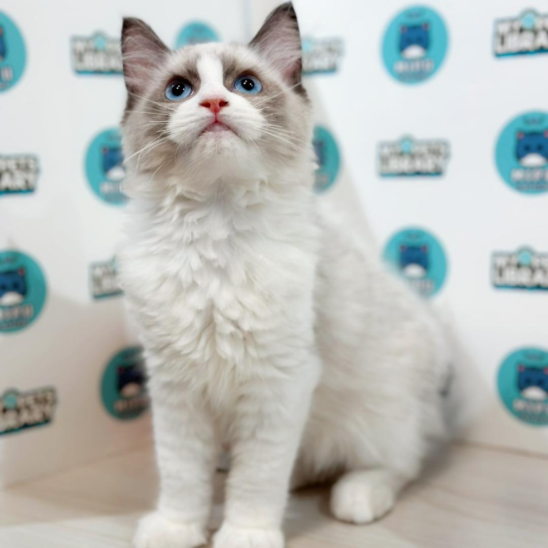 Ragdoll Kitten