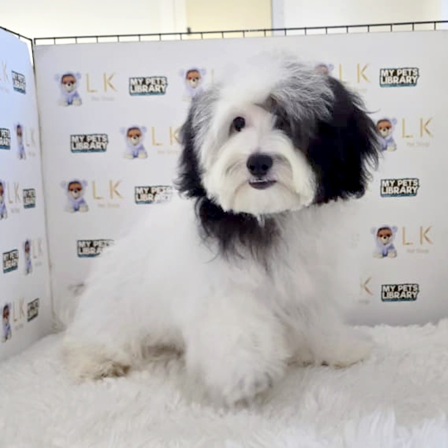 Maltipoo Puppy