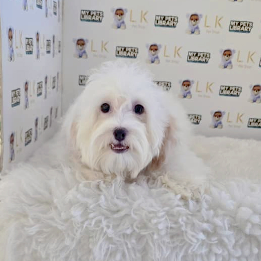 Maltipoo Puppy