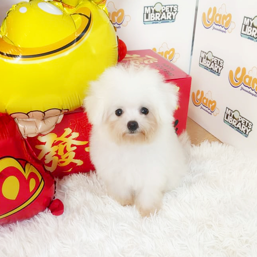 Bichon Frise Puppy