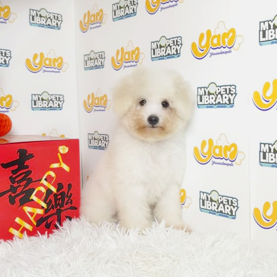 Bichon Frise Puppy