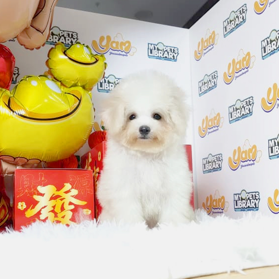 Bichon Frise Puppy