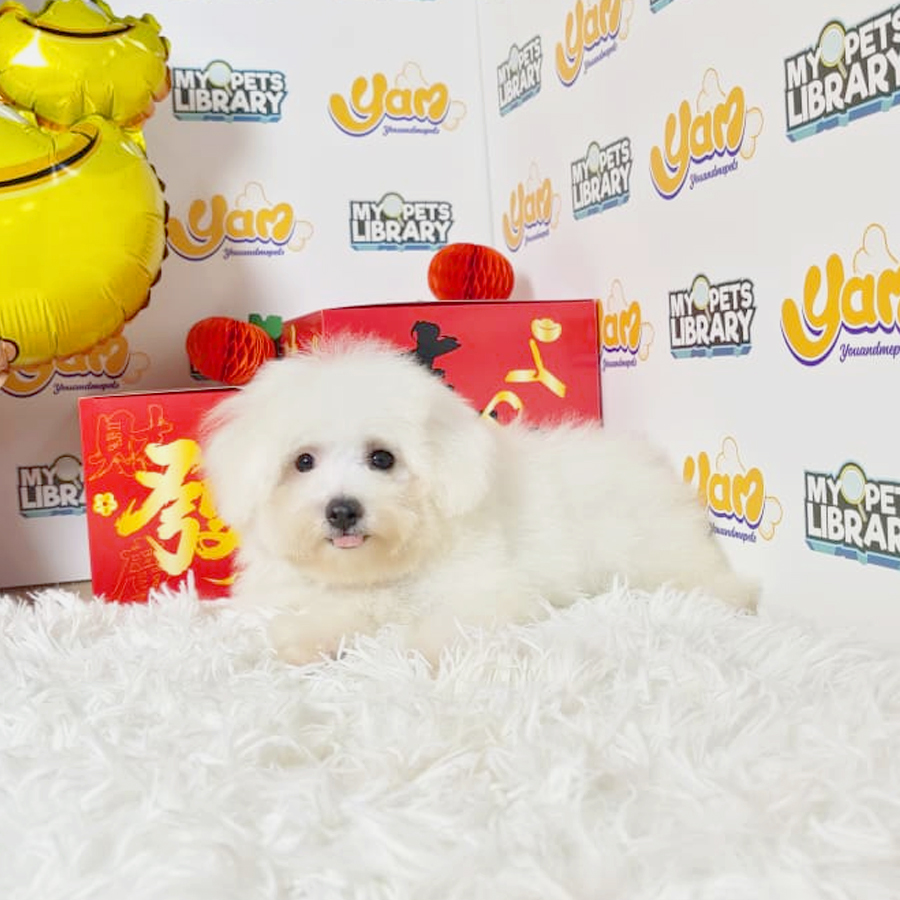 Bichon Frise Puppy