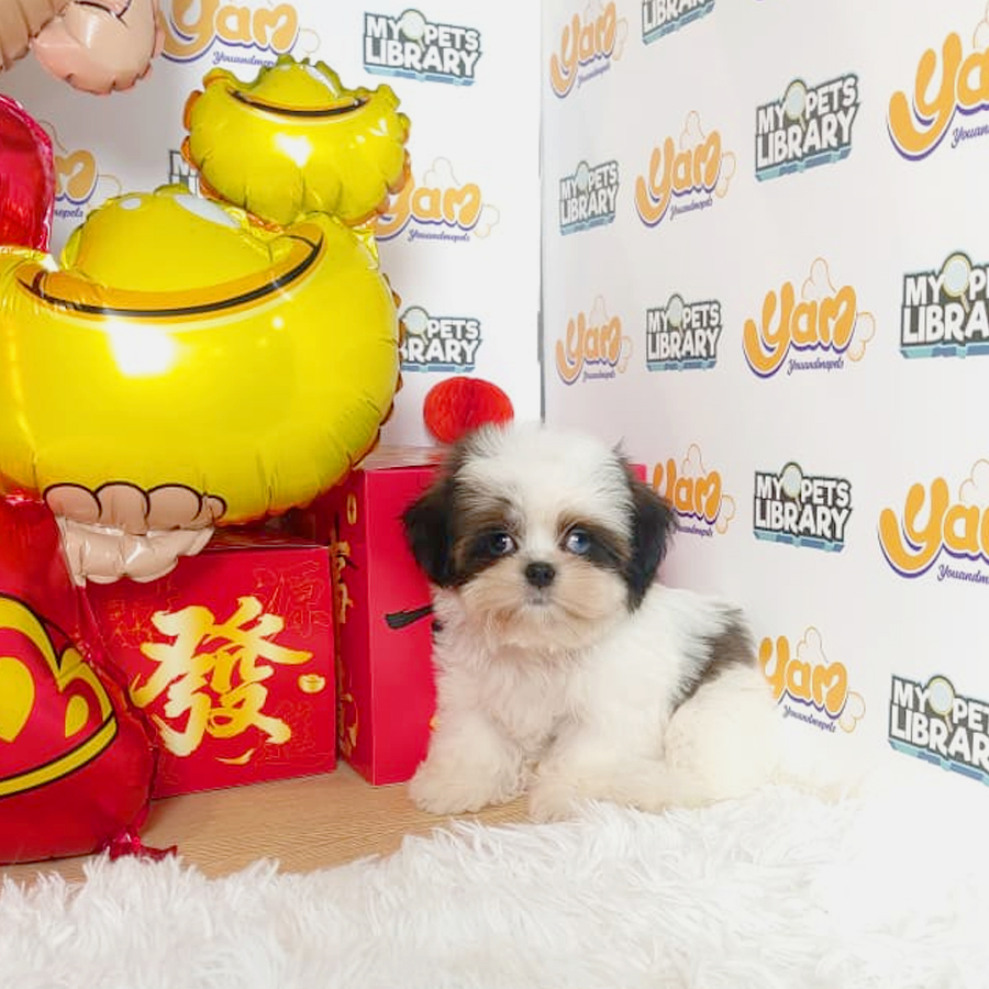 Shih Tzu Puppy