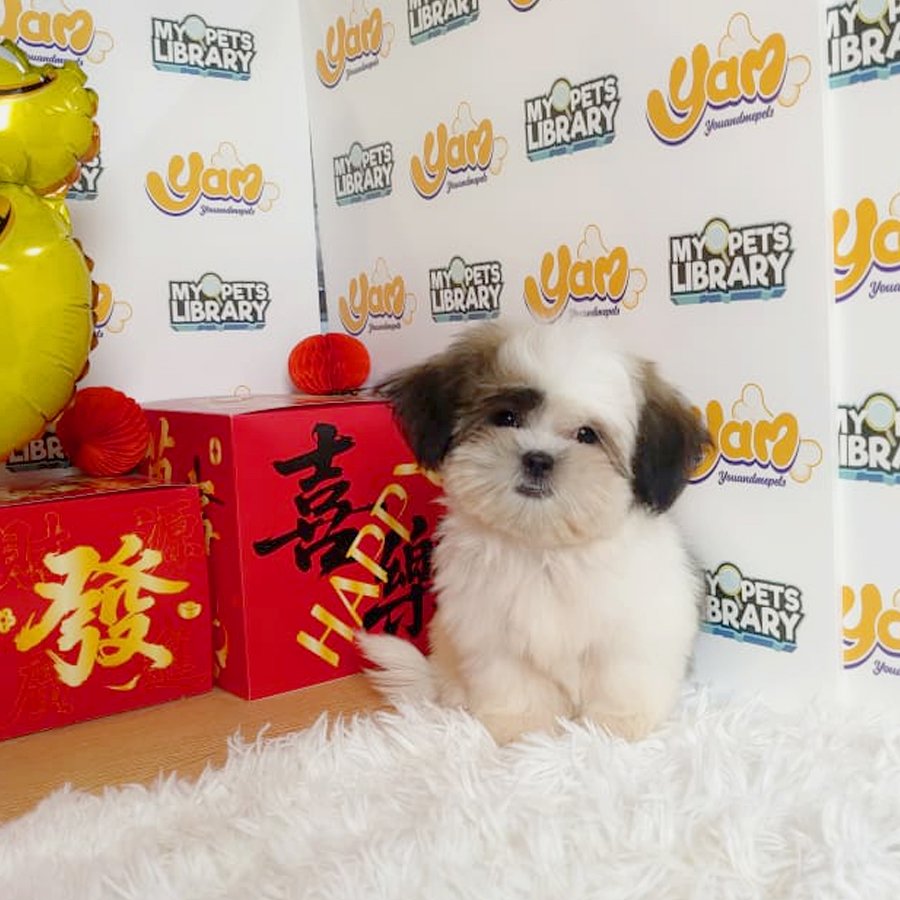 Shih Tzu Puppy