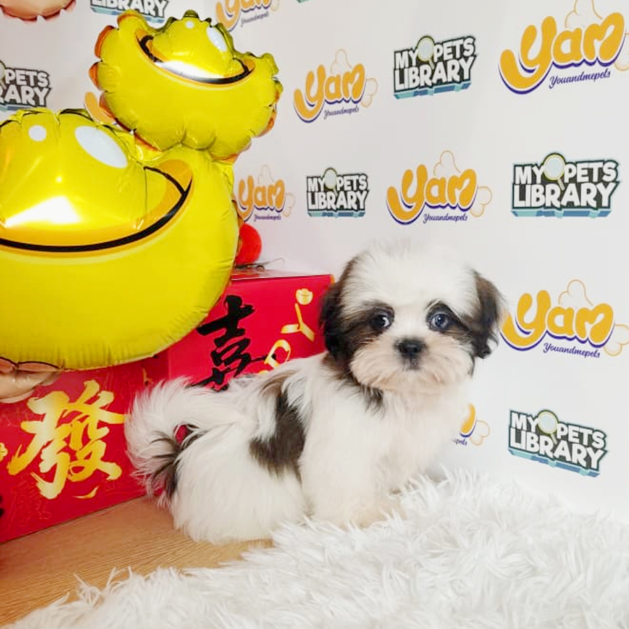 Shih Tzu Puppy