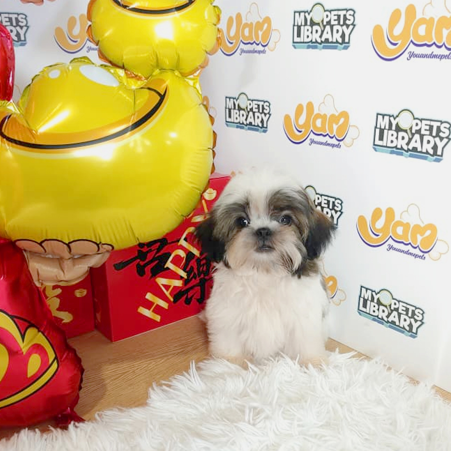 Shih Tzu Puppy