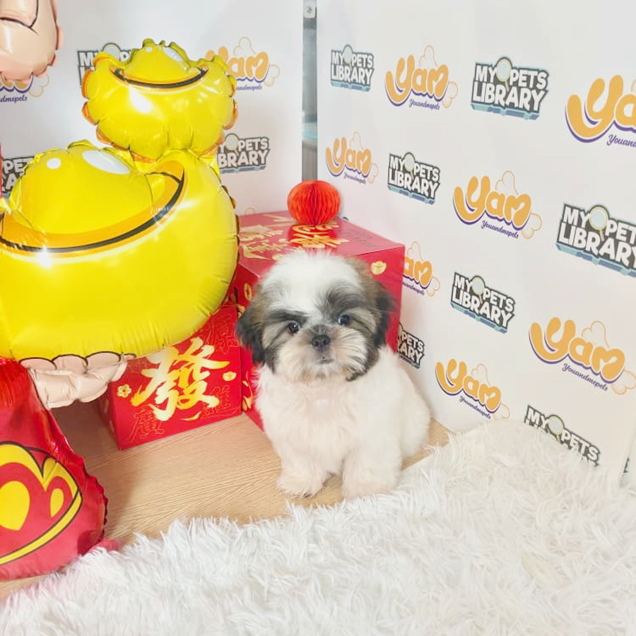 Shih Tzu Puppy