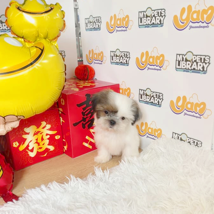 Shih Tzu Puppy