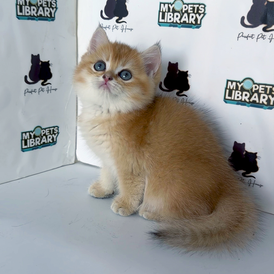British Shorthair Kitten