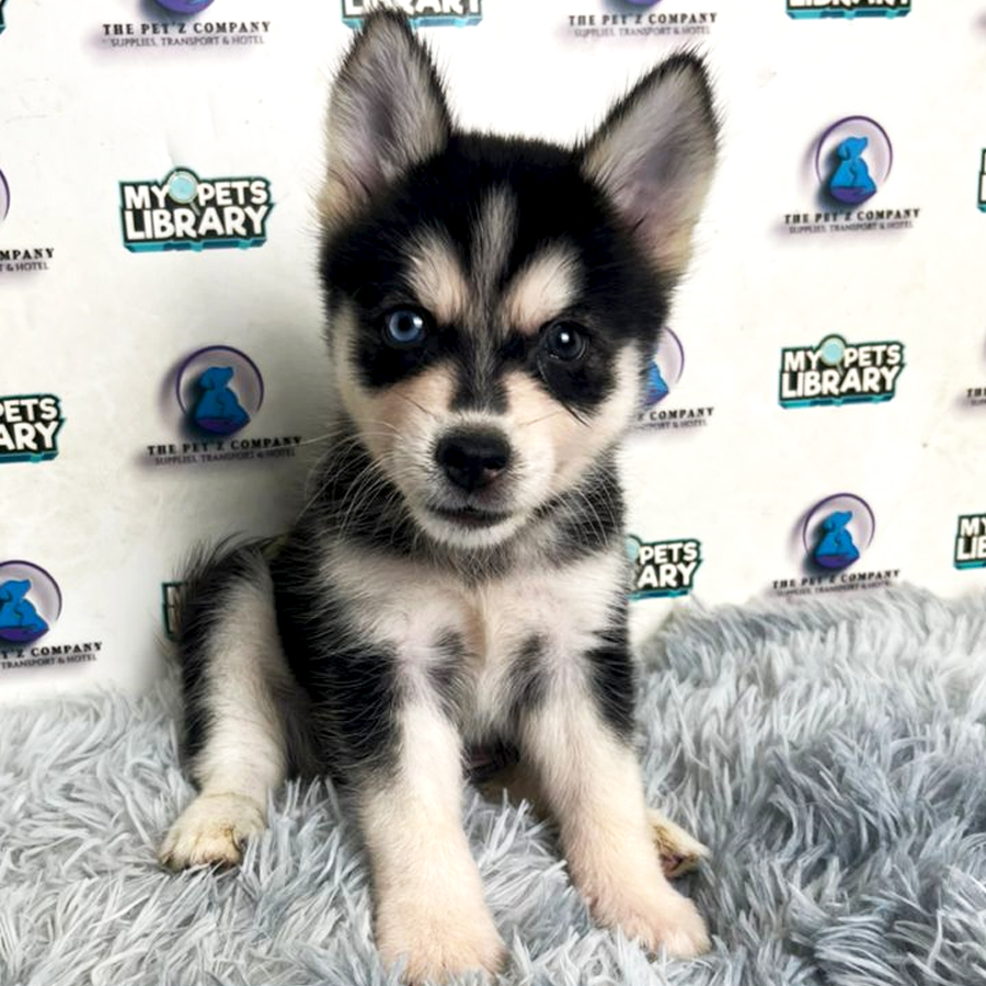Pomsky Puppy