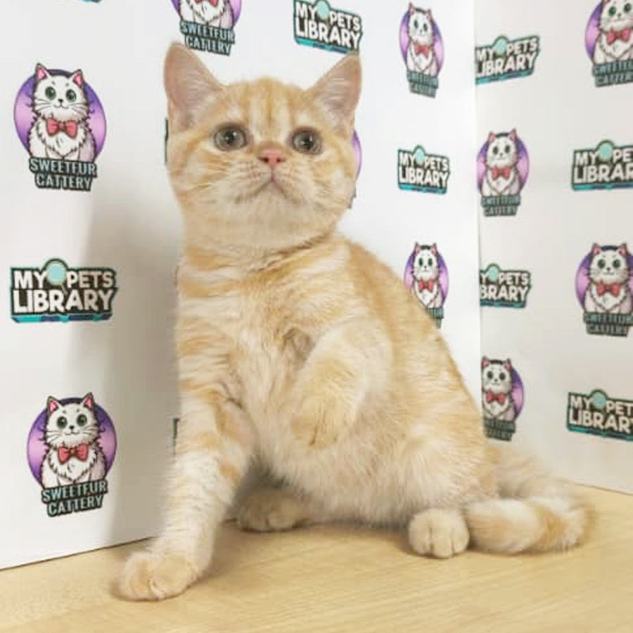 British Shorthair Kitten