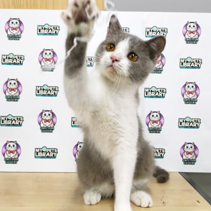 British Shorthair Kitten