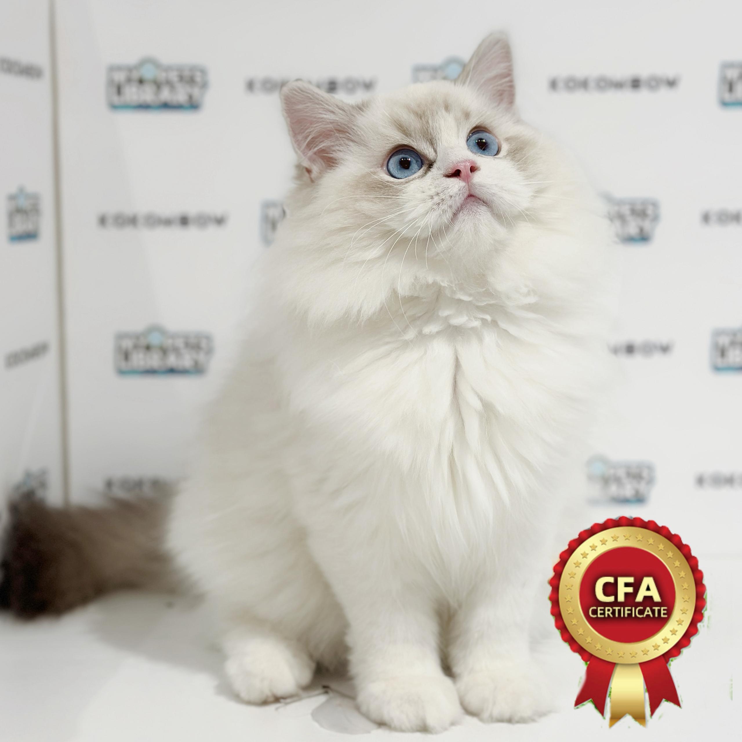 CFA Ragdoll Kitten