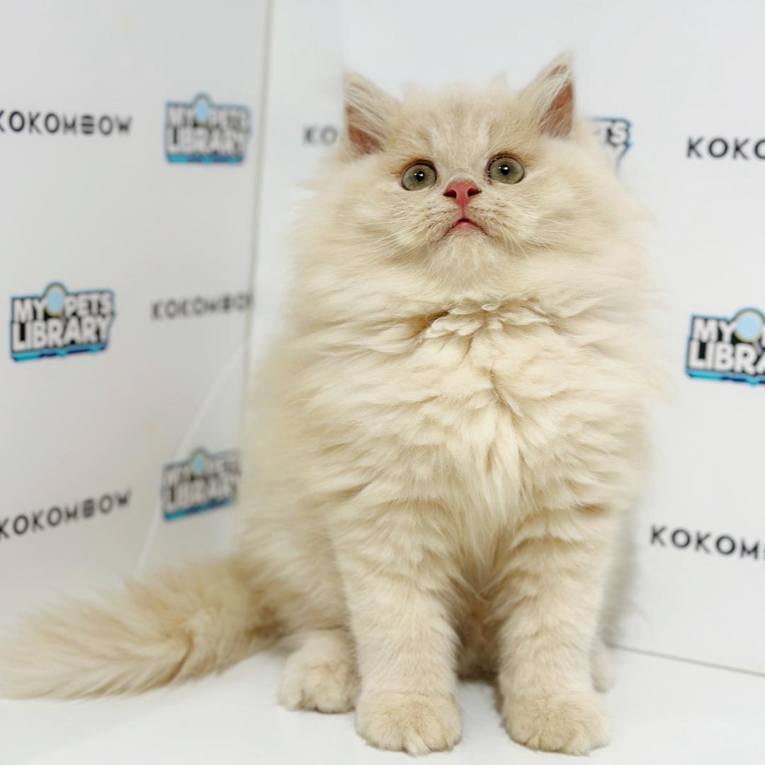 Turkish Angora British Longhair Kitten