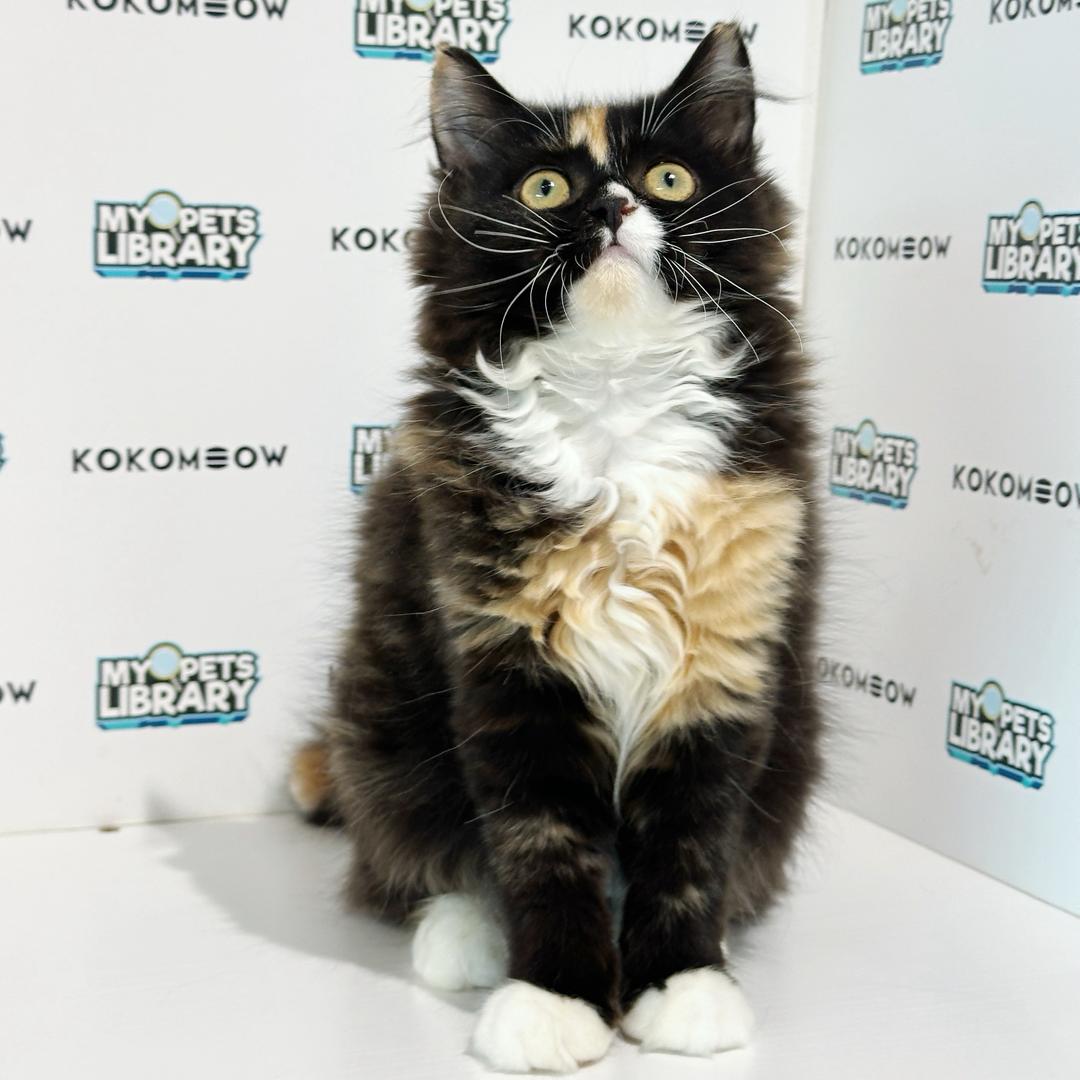 Scottishstraight Kitten