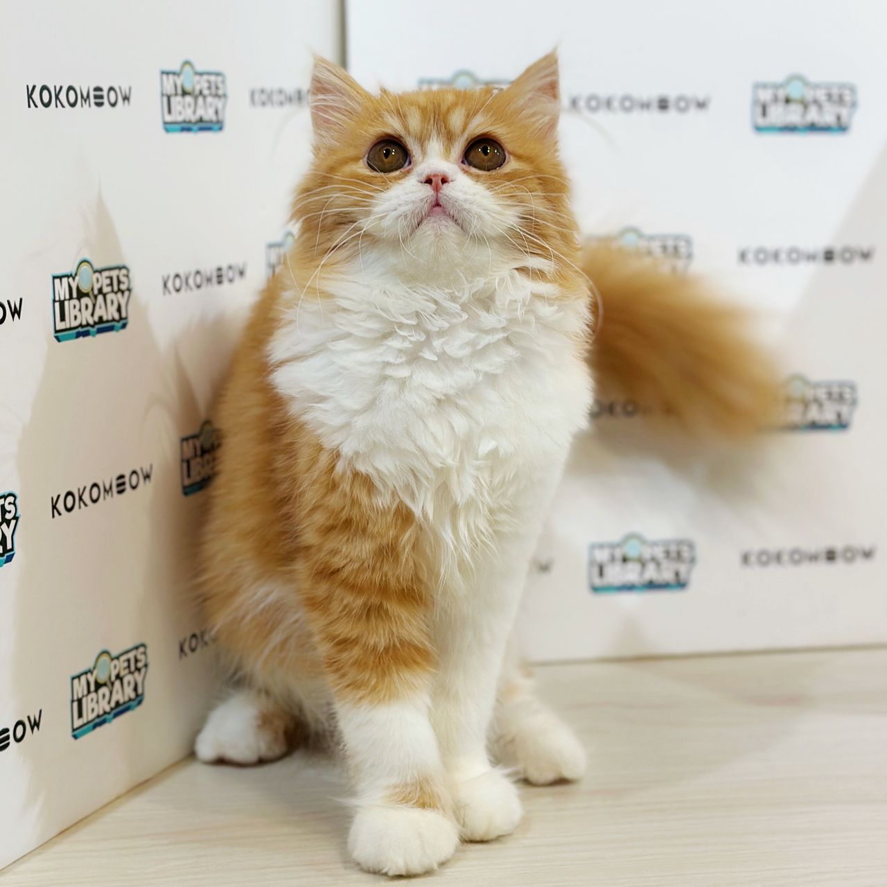 Turkish Angora Persian Kitten