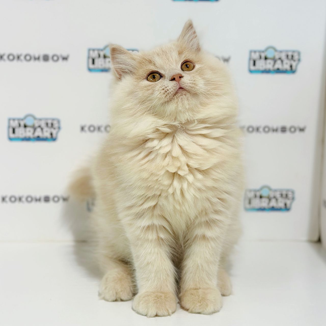 Turkish Angora British Longhair Kitten