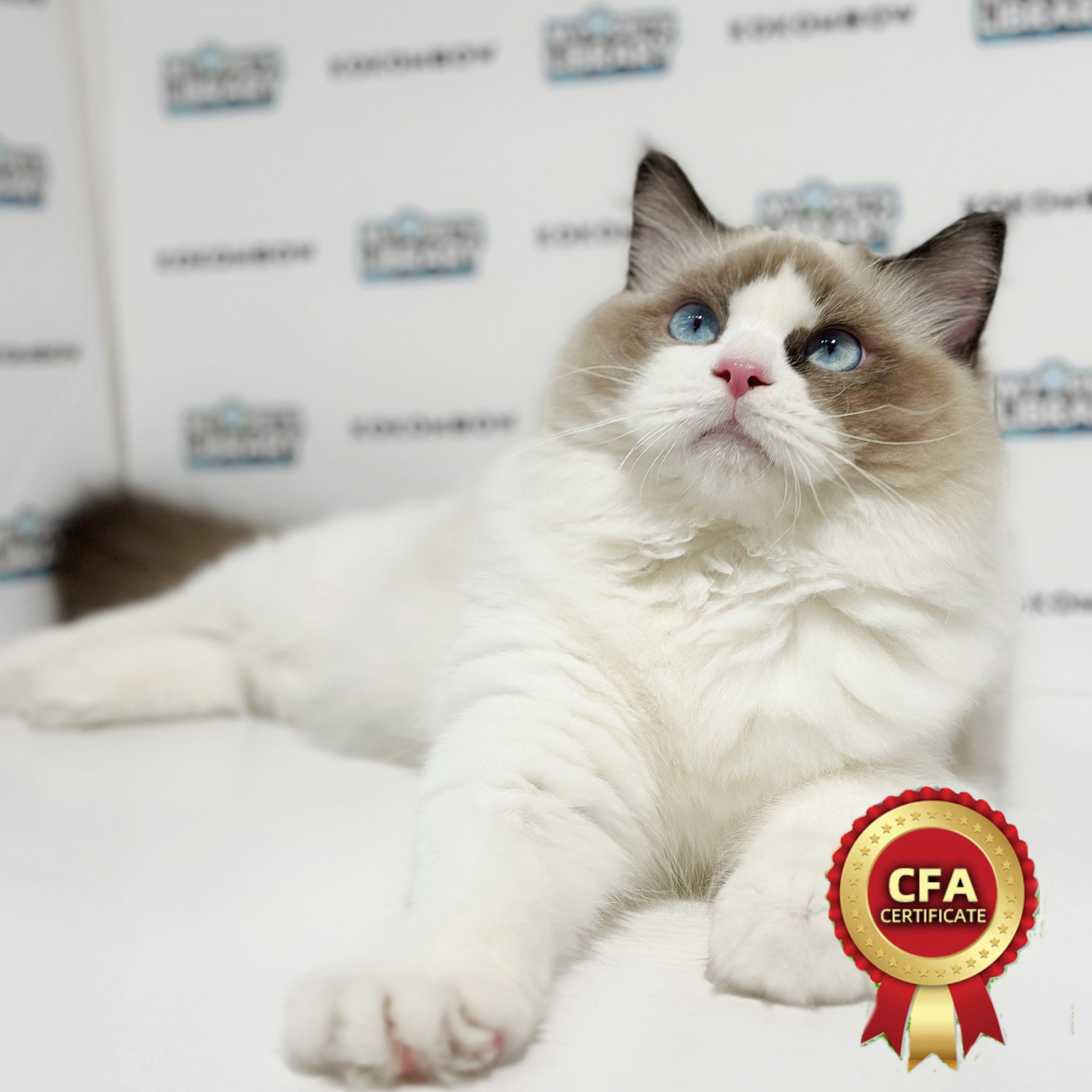 CFA Ragdoll Kitten