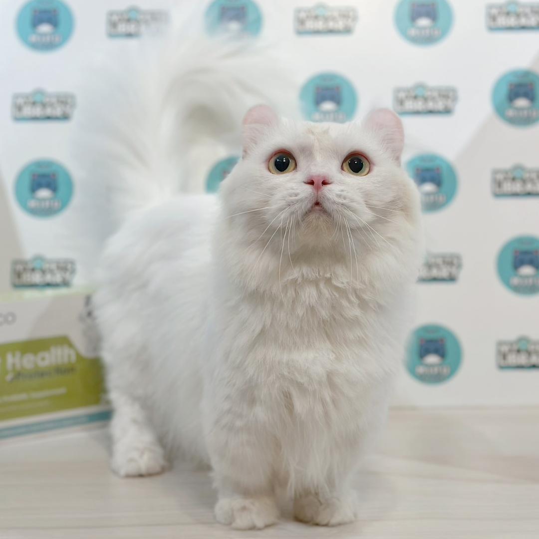 Super Short Munchkin Kinkalow Kitten
