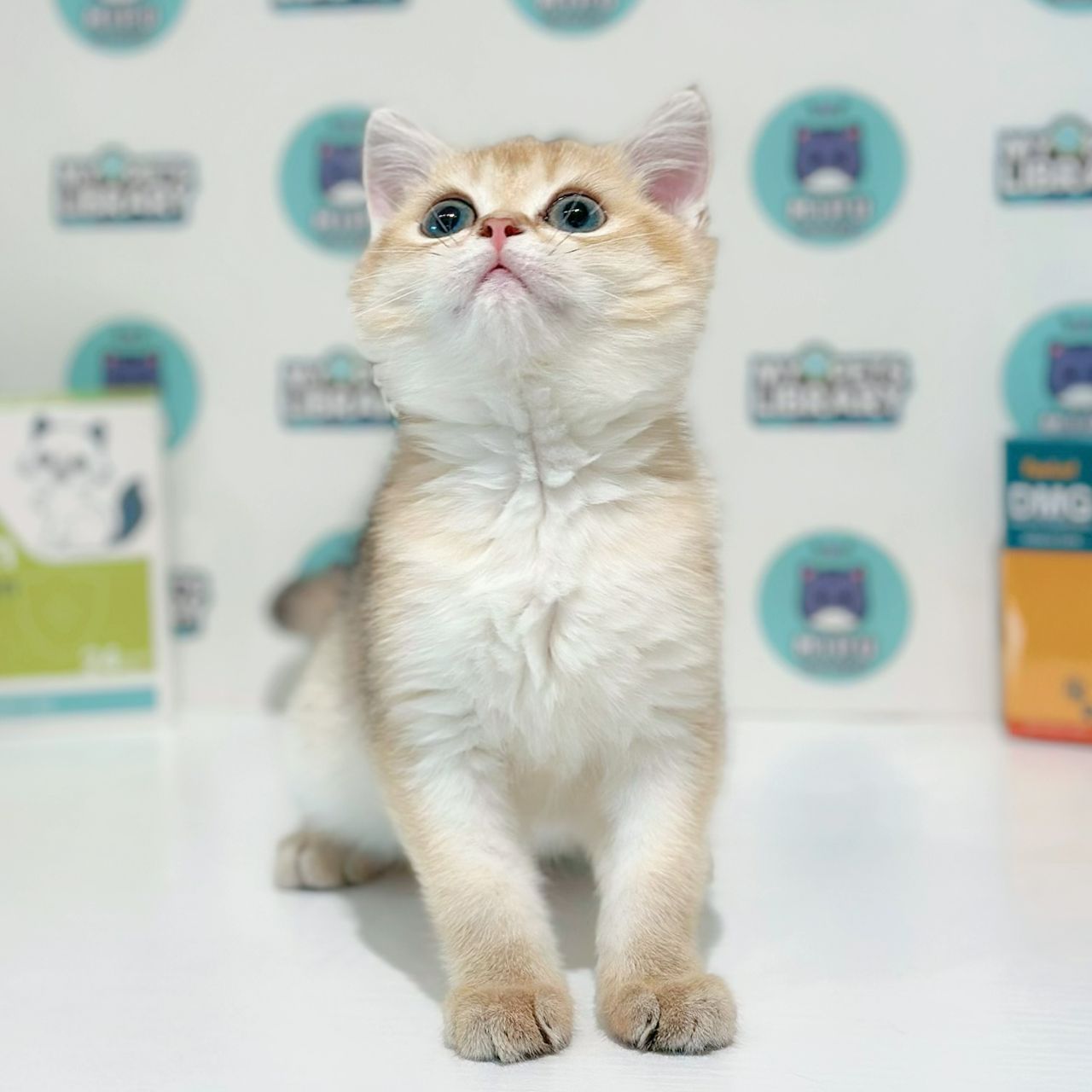 British Shorthair Kitten