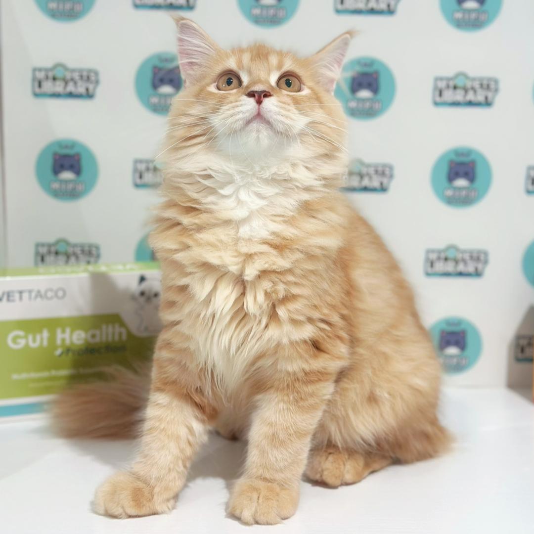 Maine Coon Persian Kitten