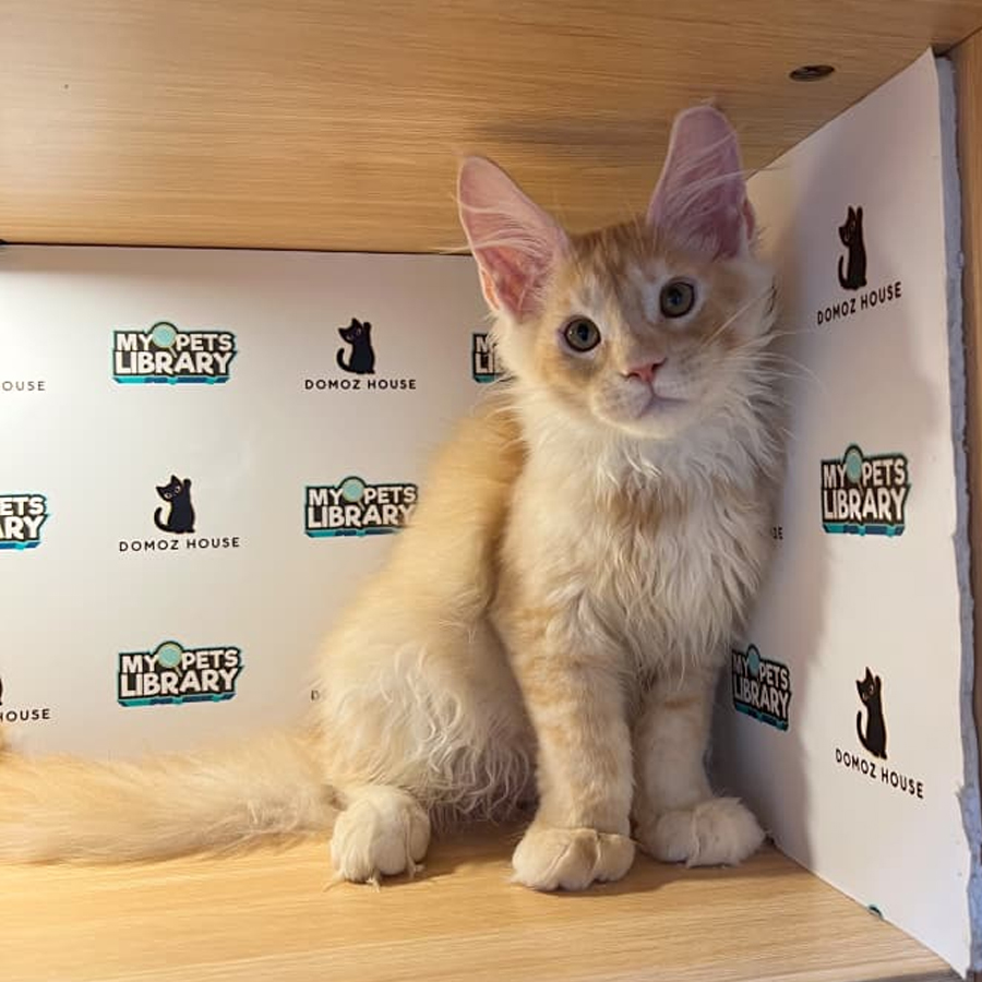 Maine Coon Kitten