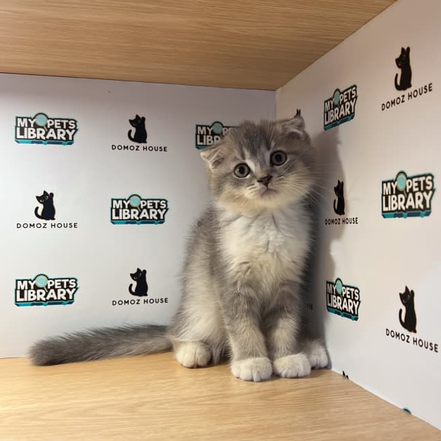 Scottishfold Kitten