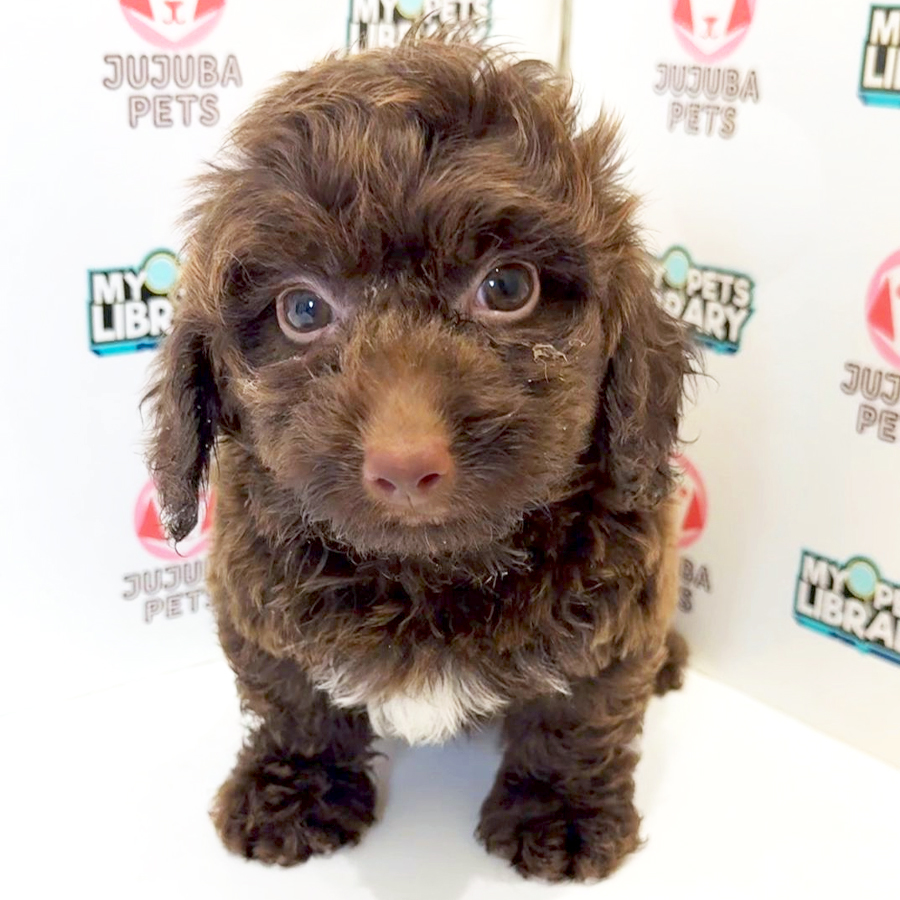 Maltipoo Puppy