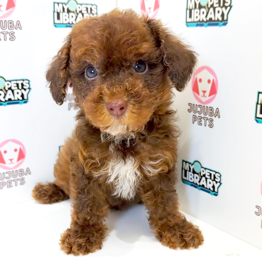 Maltipoo Puppy