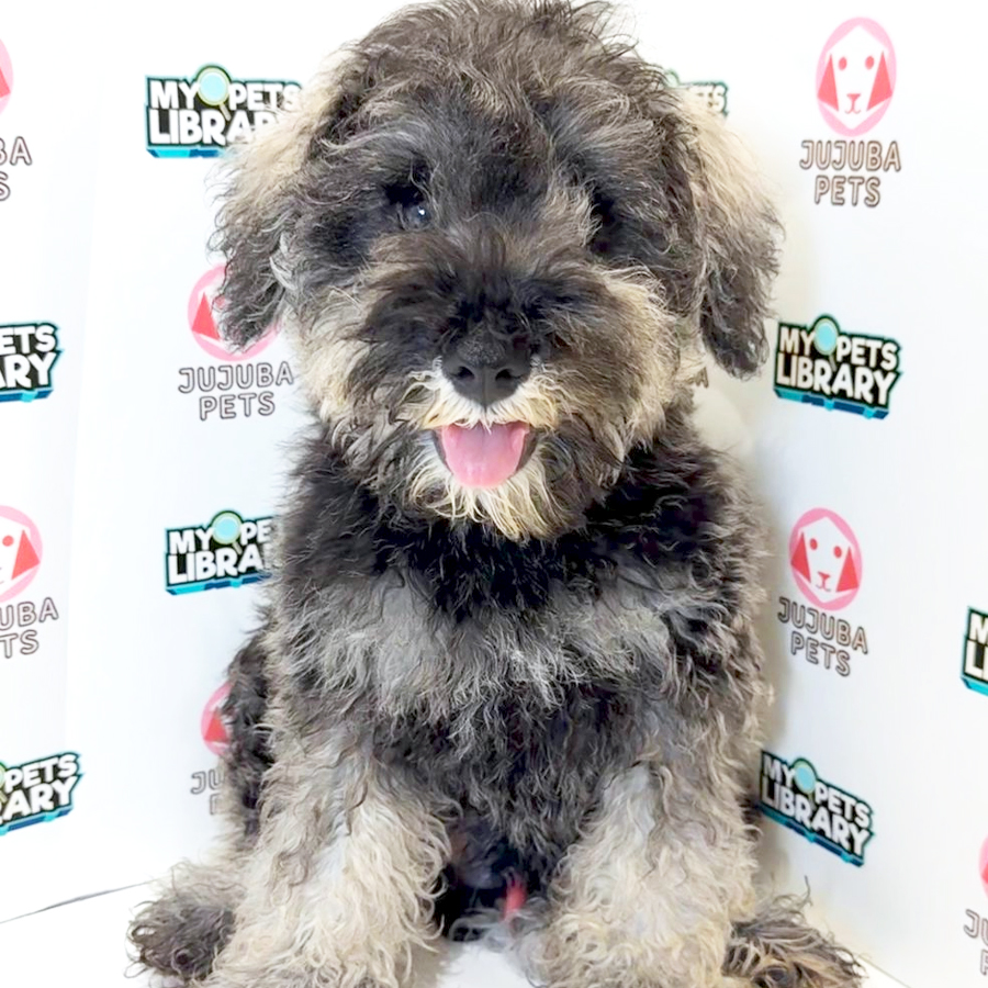 Schnauzer Puppy