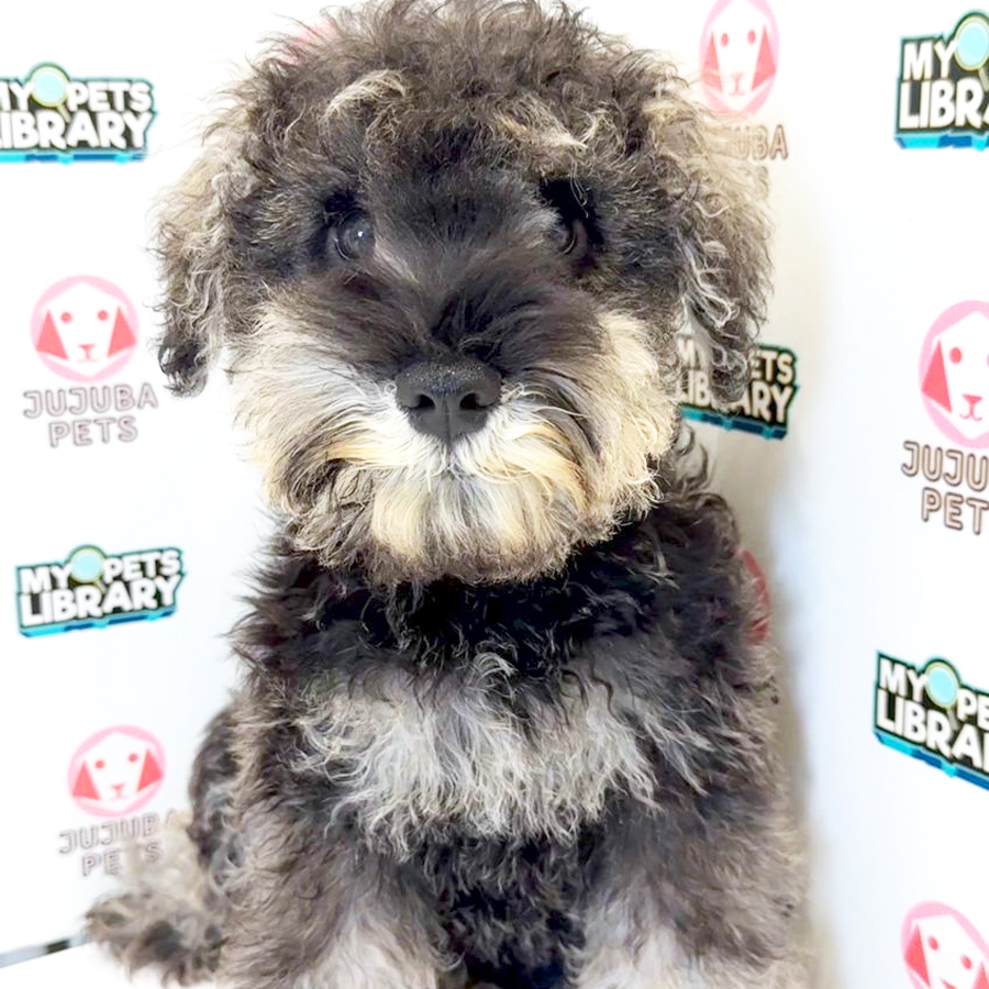 Schnauzer Puppy