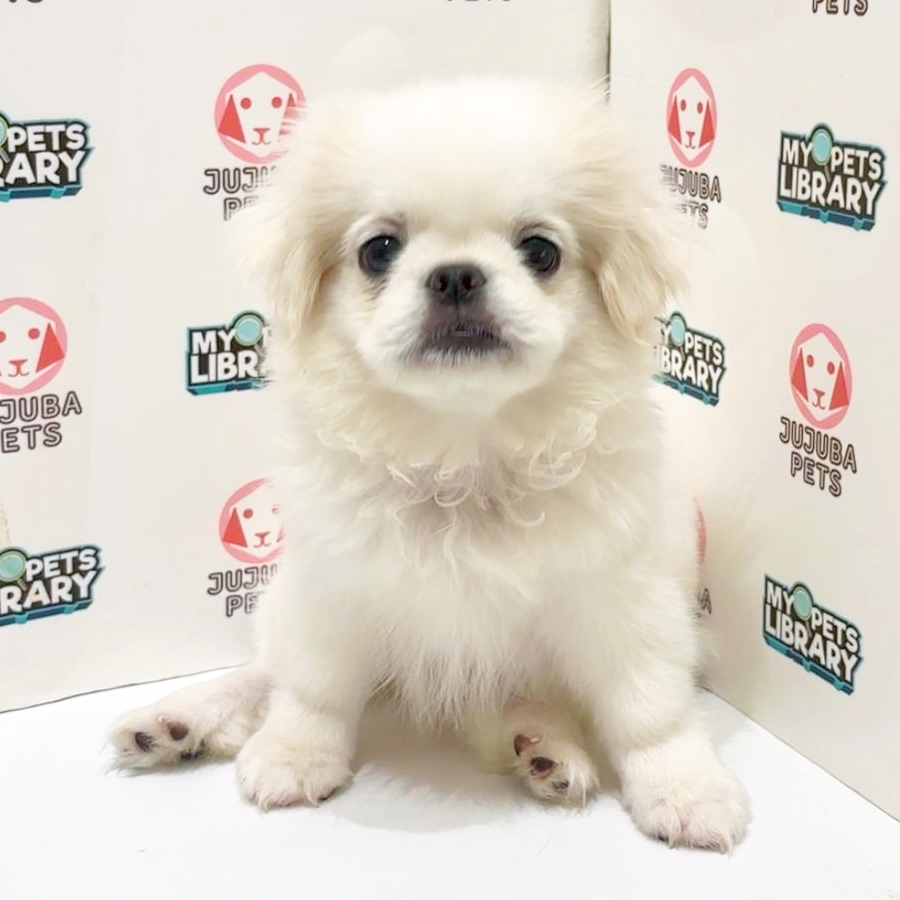 Pekingese Puppy