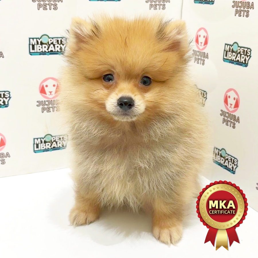MKA Pomeranian Puppy