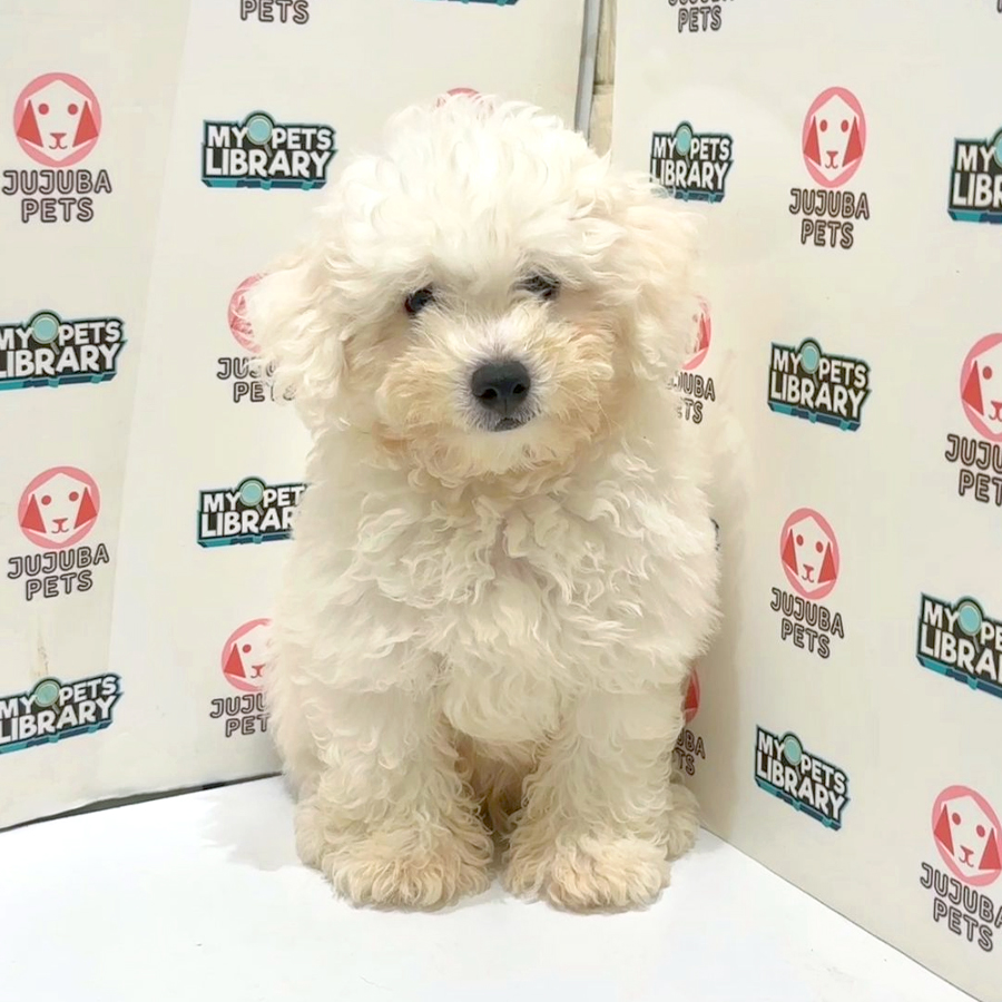 Bichon Frise Puppy