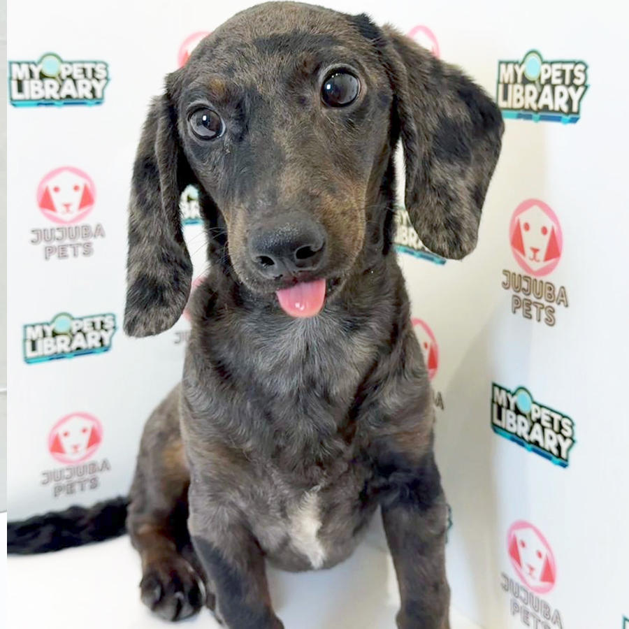 Dachshund Puppy