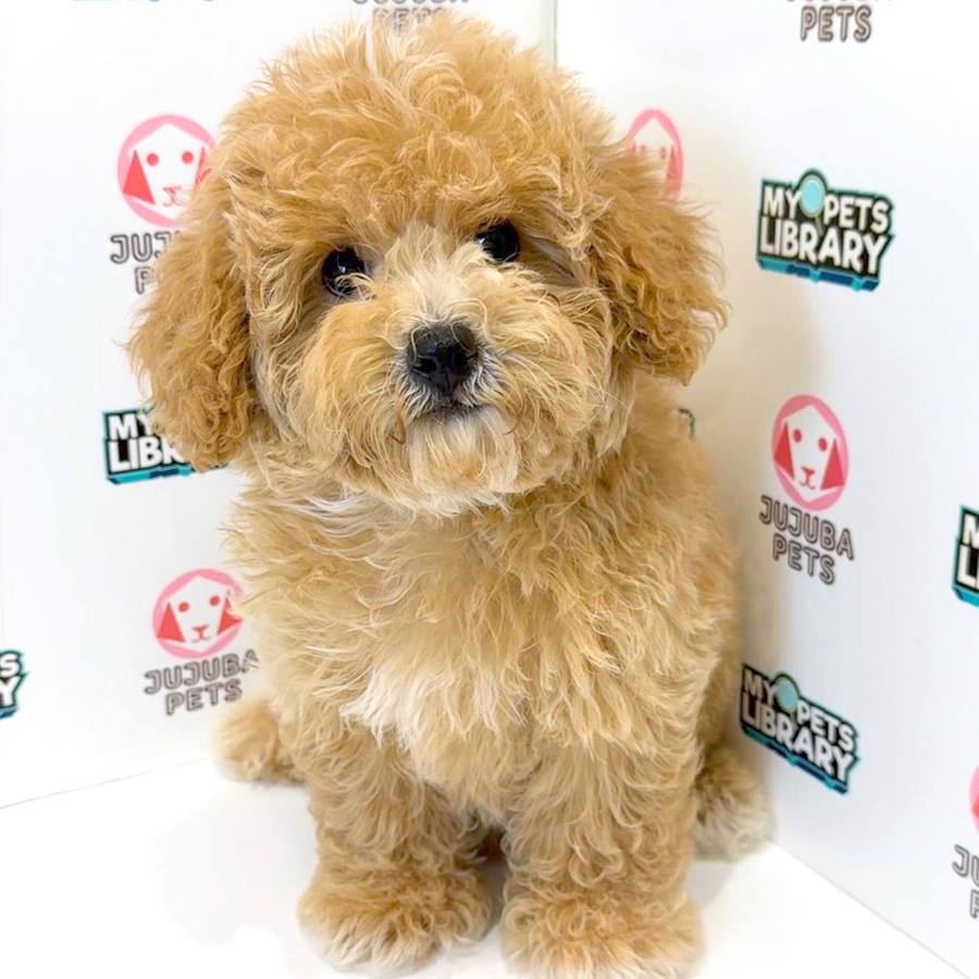 Cavachon Puppy