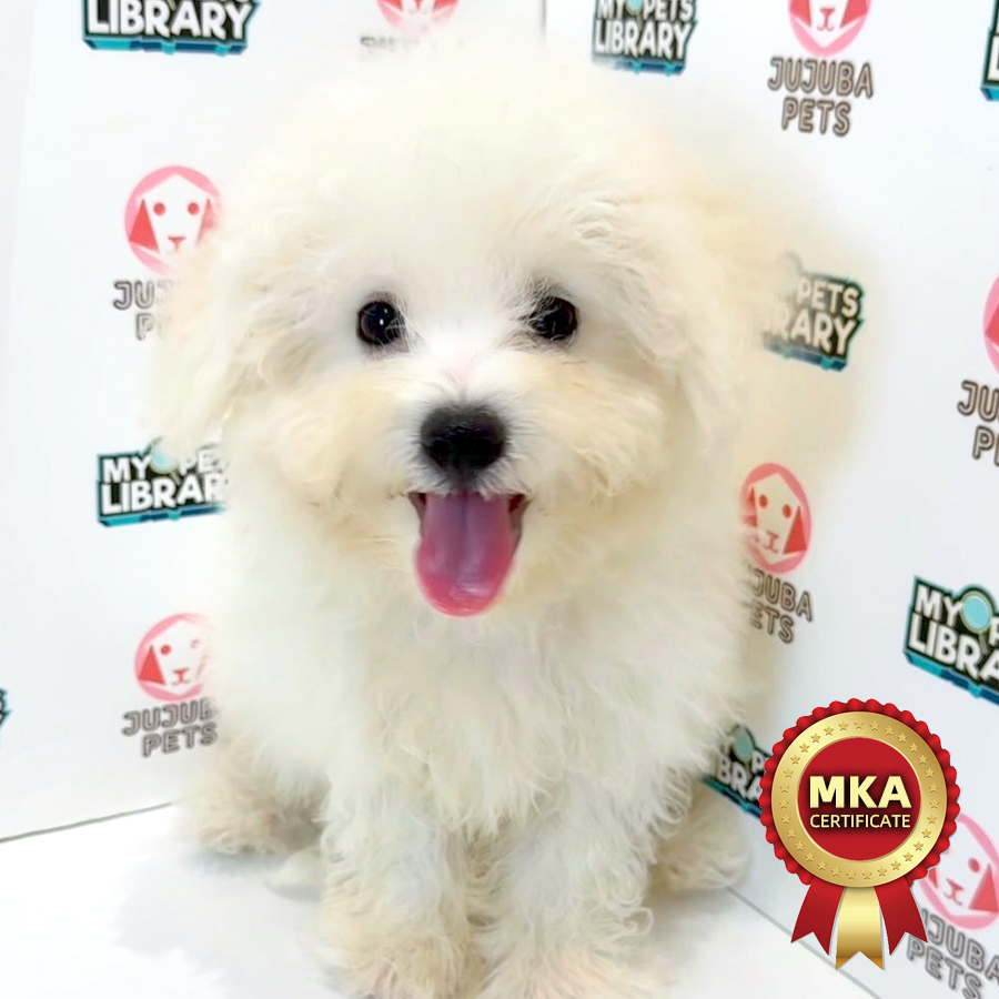MKA Bichon Frise Puppy