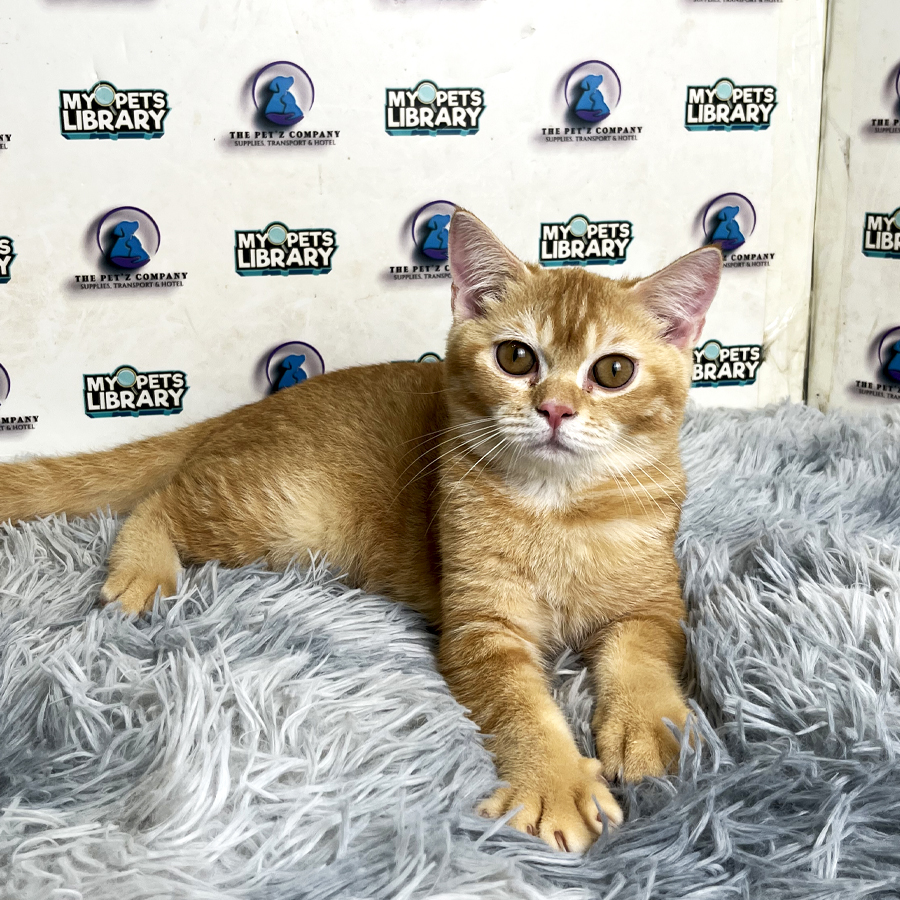 British Shorthair Kitten
