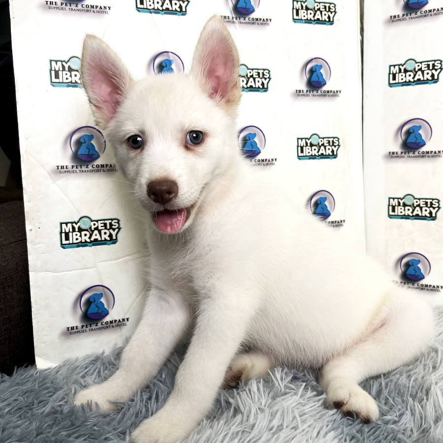 Husky Puppy