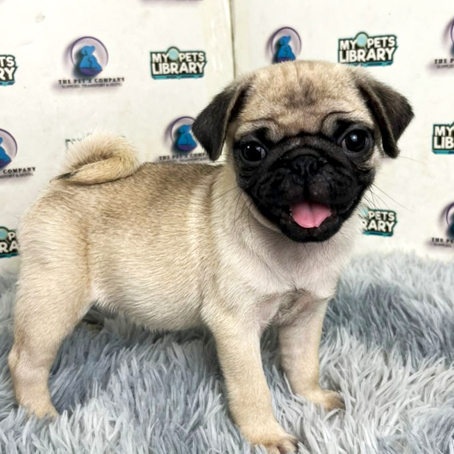 Pug Puppy