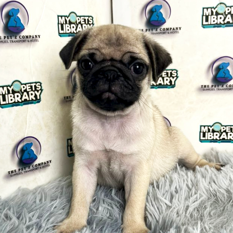 Pug Puppy