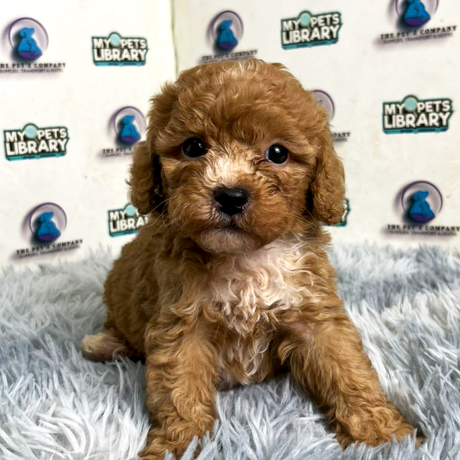 Tiny Toy Poodle Puppy