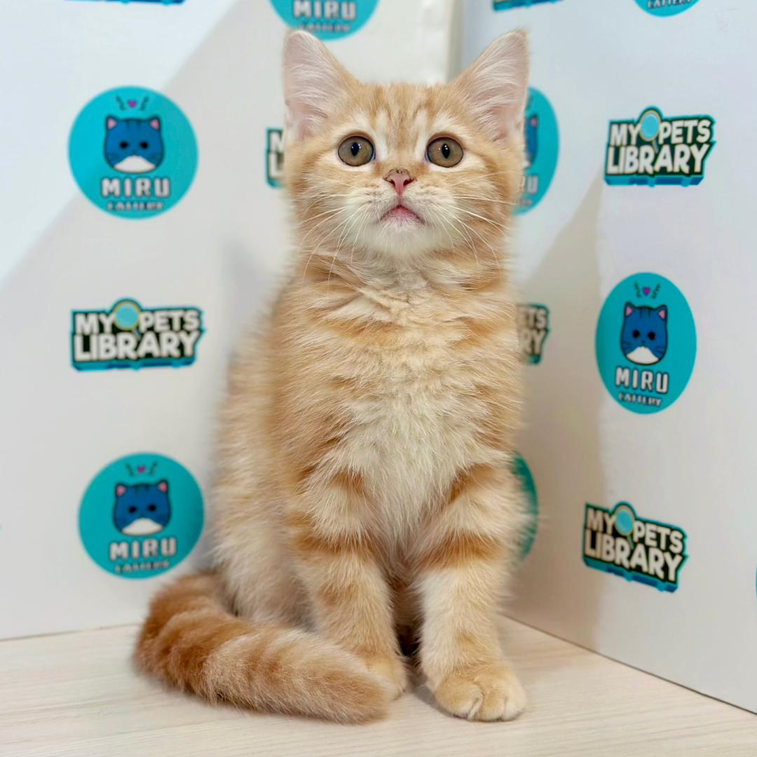 Scottishstraight Kitten