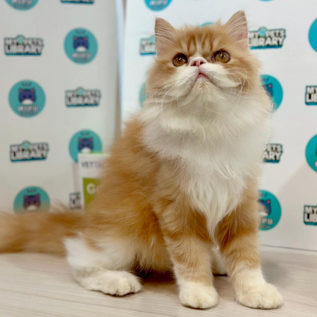 Persian Kitten