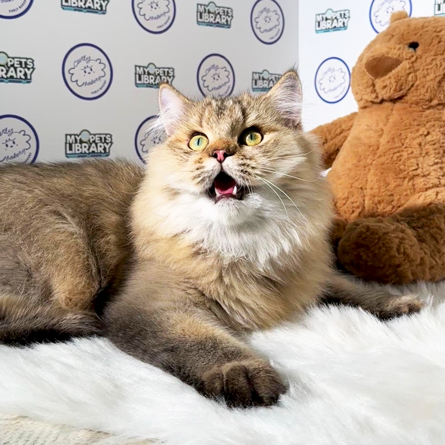 British Longhair Kitten