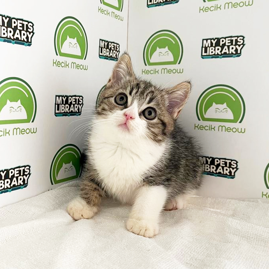 British Shorthair Kitten