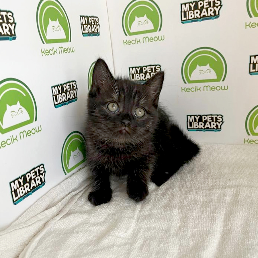British Shorthair Kitten